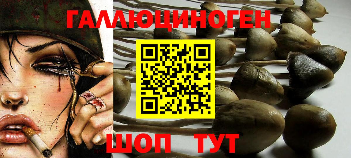 Шелехов  Псилоцибиновые грибы Psilocybine cubensis  Вход с VPN 